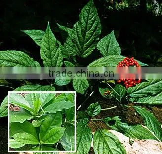 Folium Ginseng