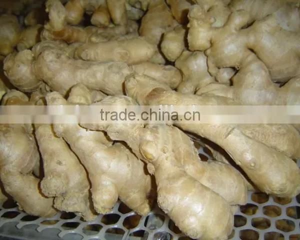 New Fresh Ginger photo-2