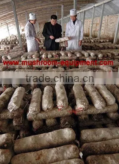 Hot Sale From China Professional Manufacturer Shiitake Mushroom Log photo-3
