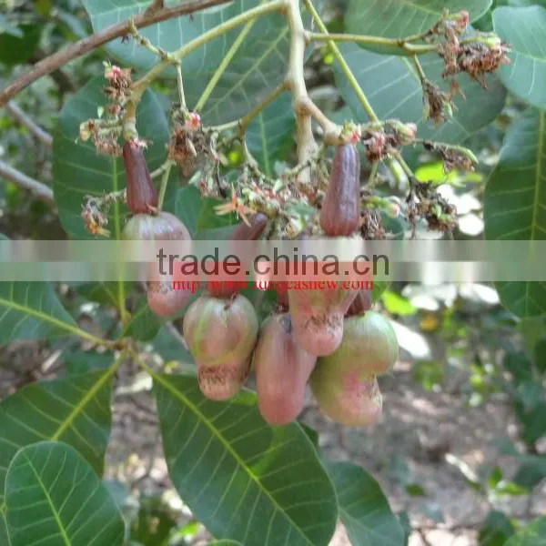 Vietnamese Raw Cashew Kernels