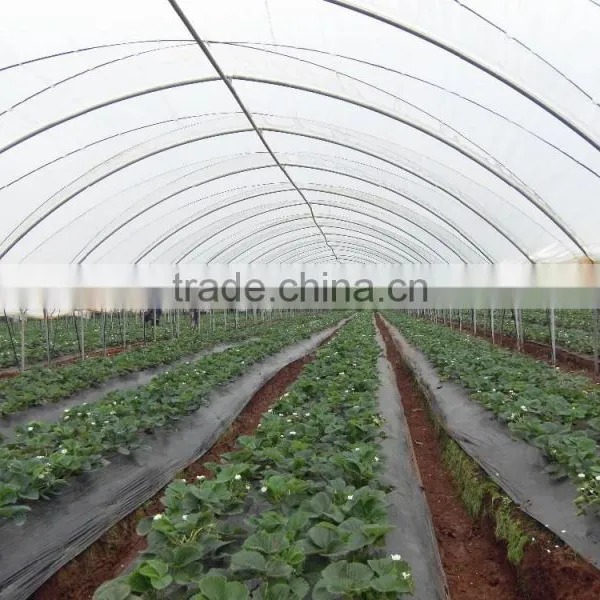 RoughBrothers Tunnel-600 Single Span Low Cost Tunnel Greenhouse photo-3