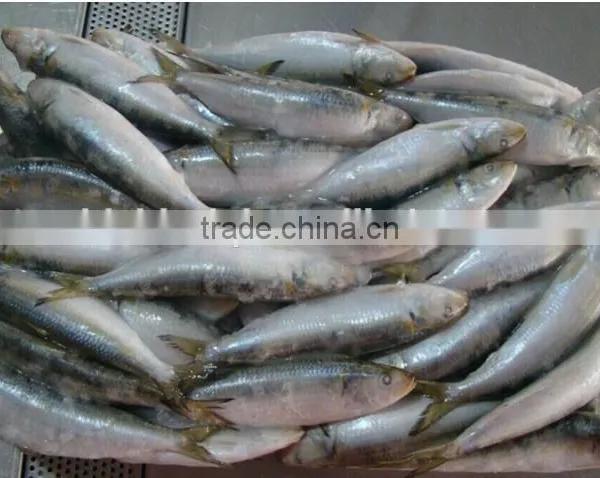 Sardine Sagax photo-3