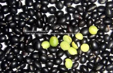 Black Bean