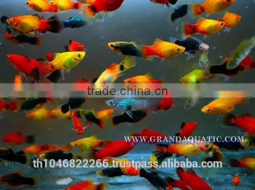 Platy Fish Farm For Sale / Ornamental Fish Exporter photo-6