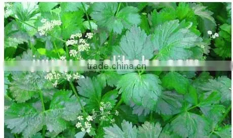 Lovage Oil photo-5