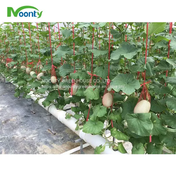 Farm Hydroponics photo-2