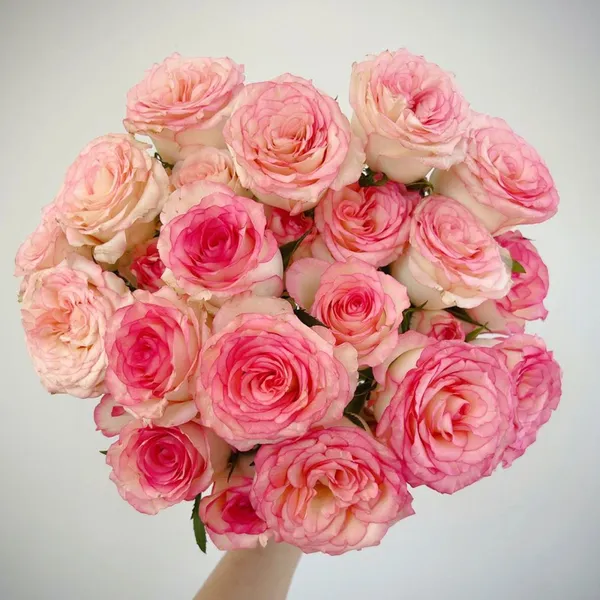 Direct Farm Supply Wholesale Real Touch Fresh Cut Rose Flower for Wedding Decoration photo-3