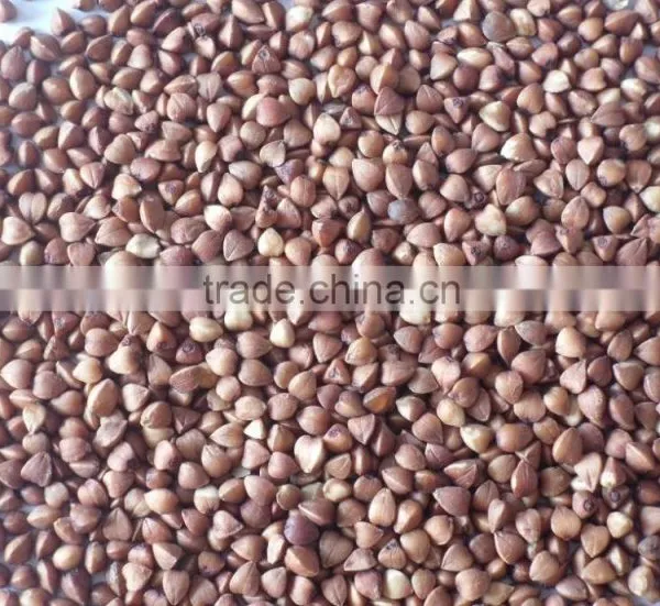 Chinese Non Gmo New Crop Roasted Buckwheat Kernel for Georgia Wholesale photo-2