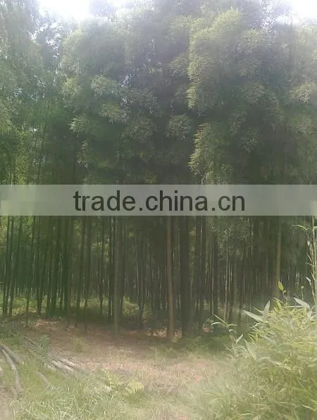 Best Selling High Quality Natural Bamboo Fence and Nature Eco-friendly Woven Bamboo Pole Fence photo-4