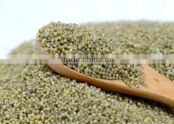 GREEN MILLET IN HUSK FOR BIRD FEEDS photo-2