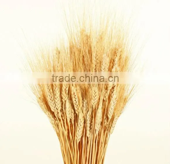 Healthy Food High Quality Intant Oatmeal for People photo-2