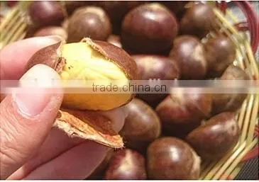 2015 New Raw Fresh Chestnuts photo-2