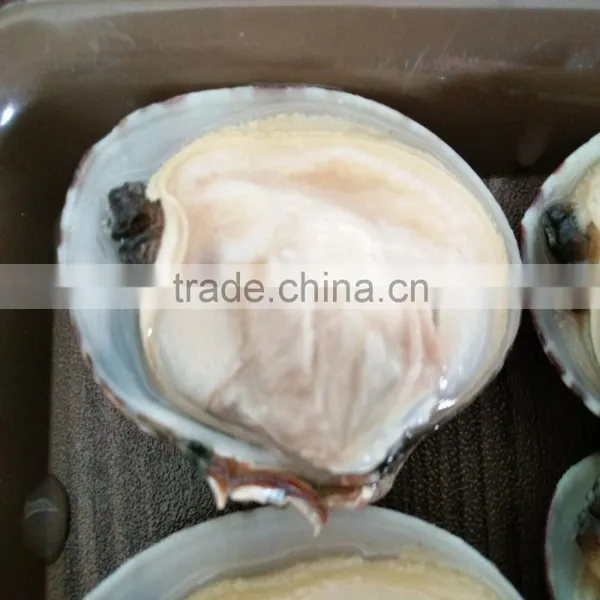Top Quality Clams With Shell for Sale photo-2