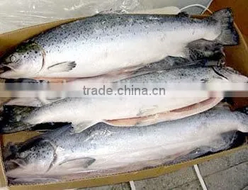 Atlantic Salmon photo-2