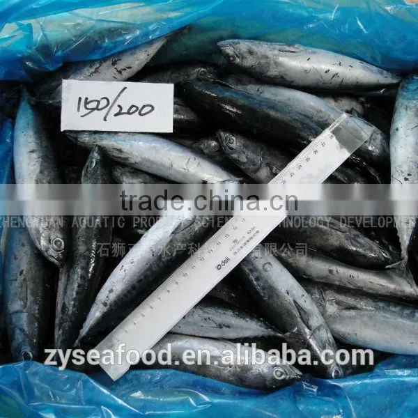 Land Frozen HACCP Cargo Bonito Tuna Manufacturer photo-2