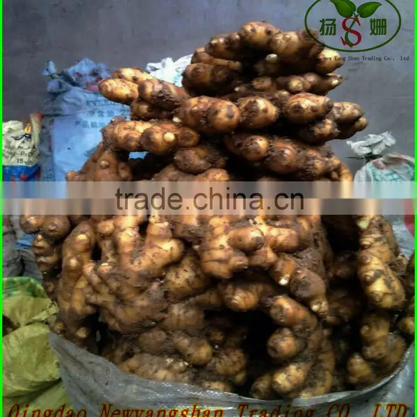 Chinese Red Fuji Apple/Apple Fresh photo-5