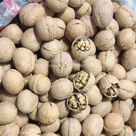 33 Walnut Inshell  Sansan Walnut Walnut Inshell Manufacturer in China