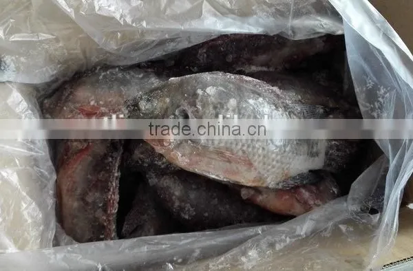 Black Tilapia Whole Round photo-2