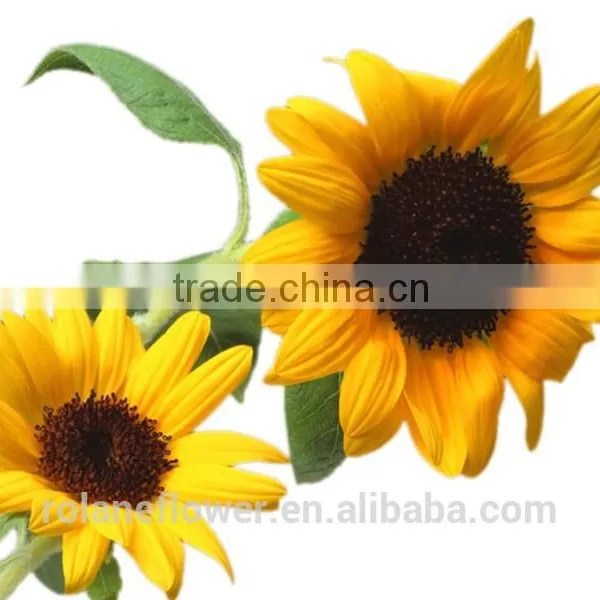 China Supply Fresh Sunflower Flower for Wedding Decorarion photo-5