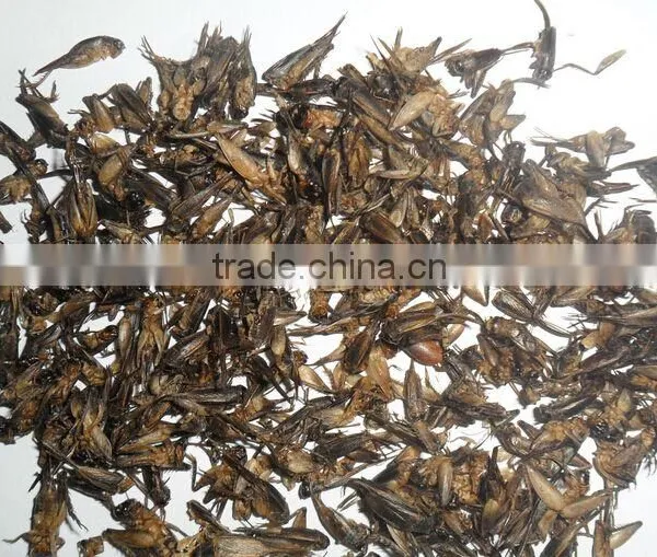Dried Crickets for Pets