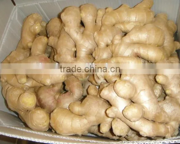 Chinese Fresh Ginger 2016 at Wholesale Ginger Price photo-2