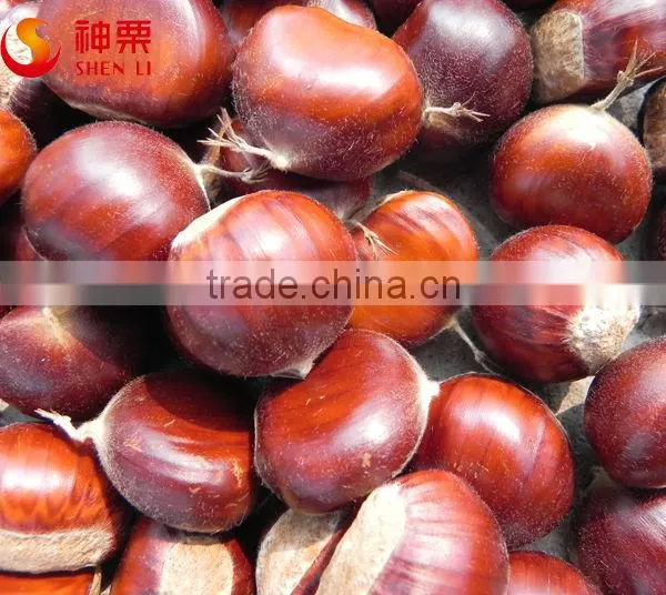 Best Quality and Price Raw Chestnuts From China photo-3