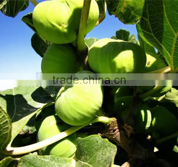 Fig & Ficus Carica Seedling photo-2