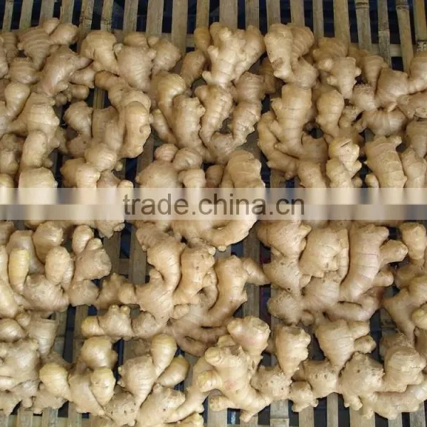 Hot Sale Young Fresh Ginger With Low Price photo-5