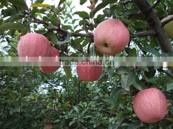 Apple Slicing Machine/fruit Slicing Machine/vegetables Slicing Machine photo-2