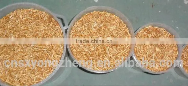 Canned Freeze Drying Mealworms photo-6