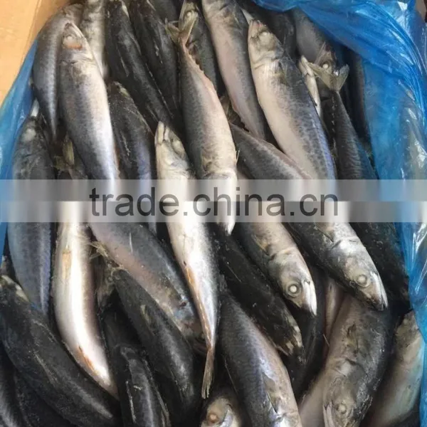 Good Quality Pacific Mackerel 200-300g Manufacturer photo-5