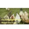 Chicken Wire Mesh Supply/wholesale