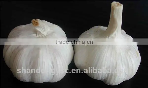 Pure White Garlic