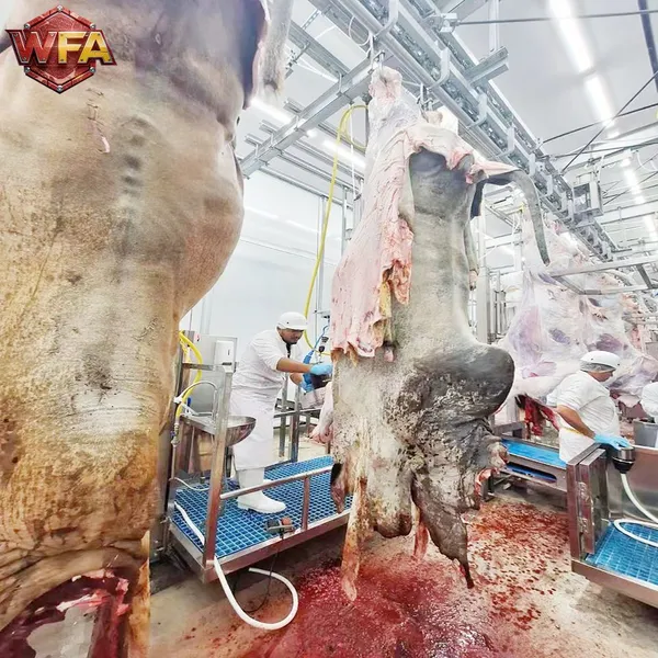 Turnkey Lamb Slaughter System With Stunning, Dehairing and Splitting Units photo-5