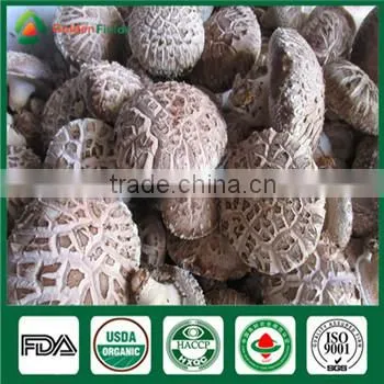 Edibal Mushroom Cultivation China Supplier Organic Fresh and Dried Shiitake Mushroom photo-6