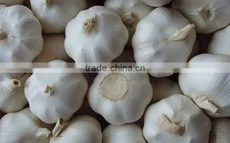2016FRESH GARLIC photo-3