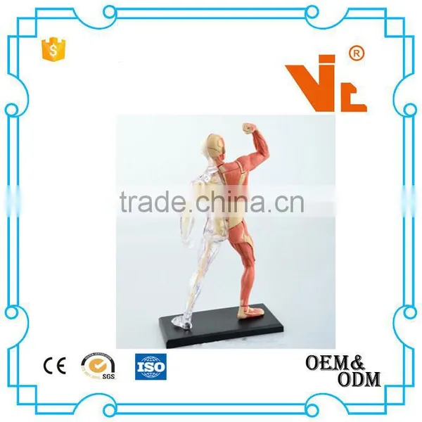 V-HM03 4D MASTER Human Tissue Model - Skeletal Muscle and Nerve Assembly photo-4