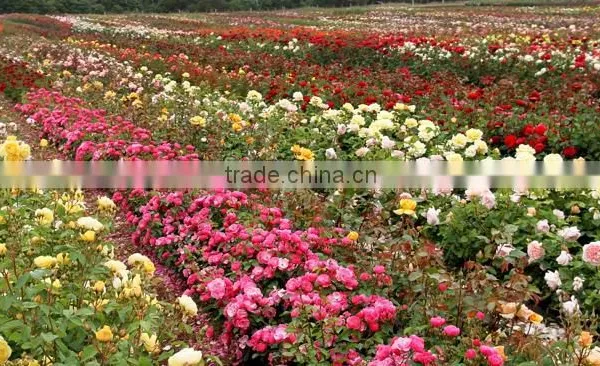 Fresh Cut Roses photo-6
