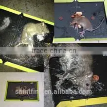 Best Selling Quality Factory Direct Supply Mouse Glue Trap photo-3