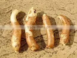 Gloriosa Superba Tuber