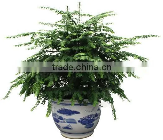 Taxus Bacatta Tree Seedling photo-5