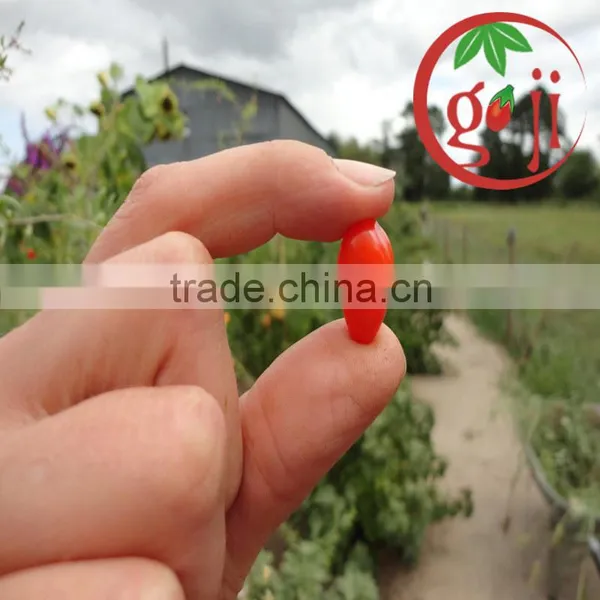 Certificate Organic Goji Berries Wholesale