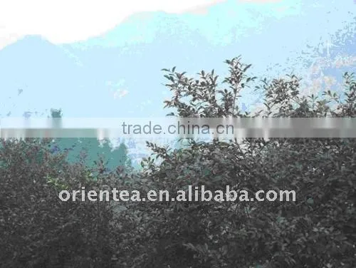 Organic Refined Camellia Oil photo-4