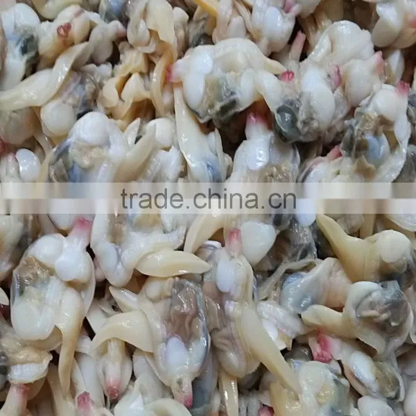 Frozen Boiled Clean Yellow Clam Skewer photo-2