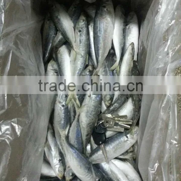 Sea Frozen Horse Mackerel photo-5