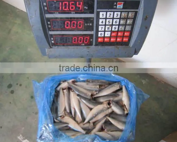 Land Frozen Pacific Mackerel Headless photo-4