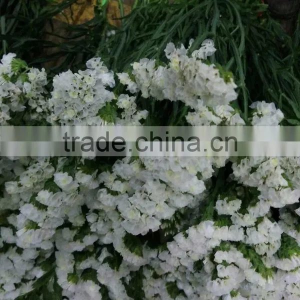 Good Smell Cut Flower Statice Fresh Myosotis From Kumming photo-3