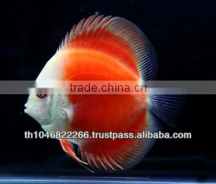 Discus Fish Farm for Sale and Export photo-3