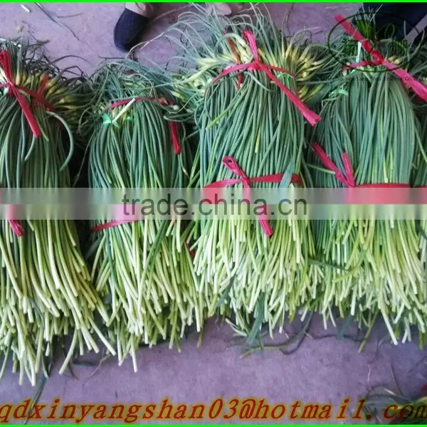 Fresh Garlic Sprout 2015/Garlic Moss