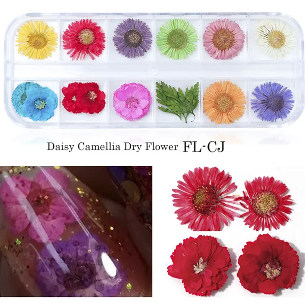 Natural Floral Leaf Stickers Tiny Dried Flowers For Nail Art Camellia Dry Flower photo-2